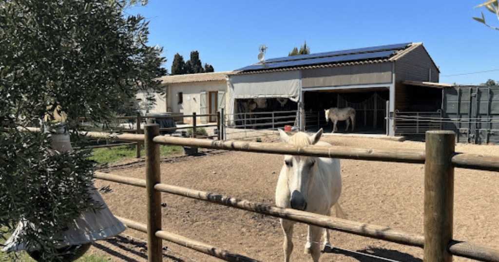 Panneaux solaires sur abris chevaux Efficience